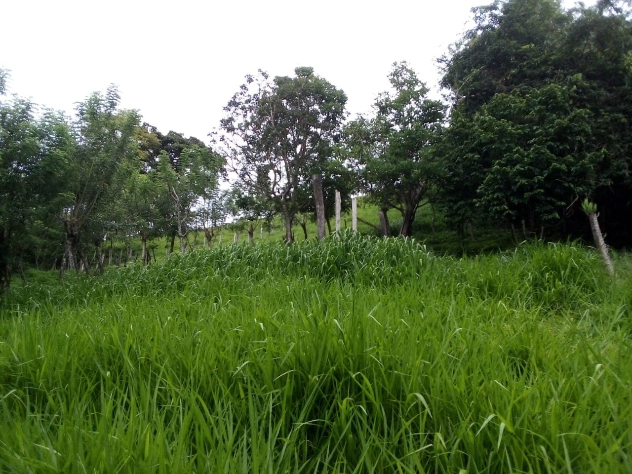 Lot of 15.320 m2 (3.78 Acre) with a private well in Parcelas de Quebrada Azul  - 2
