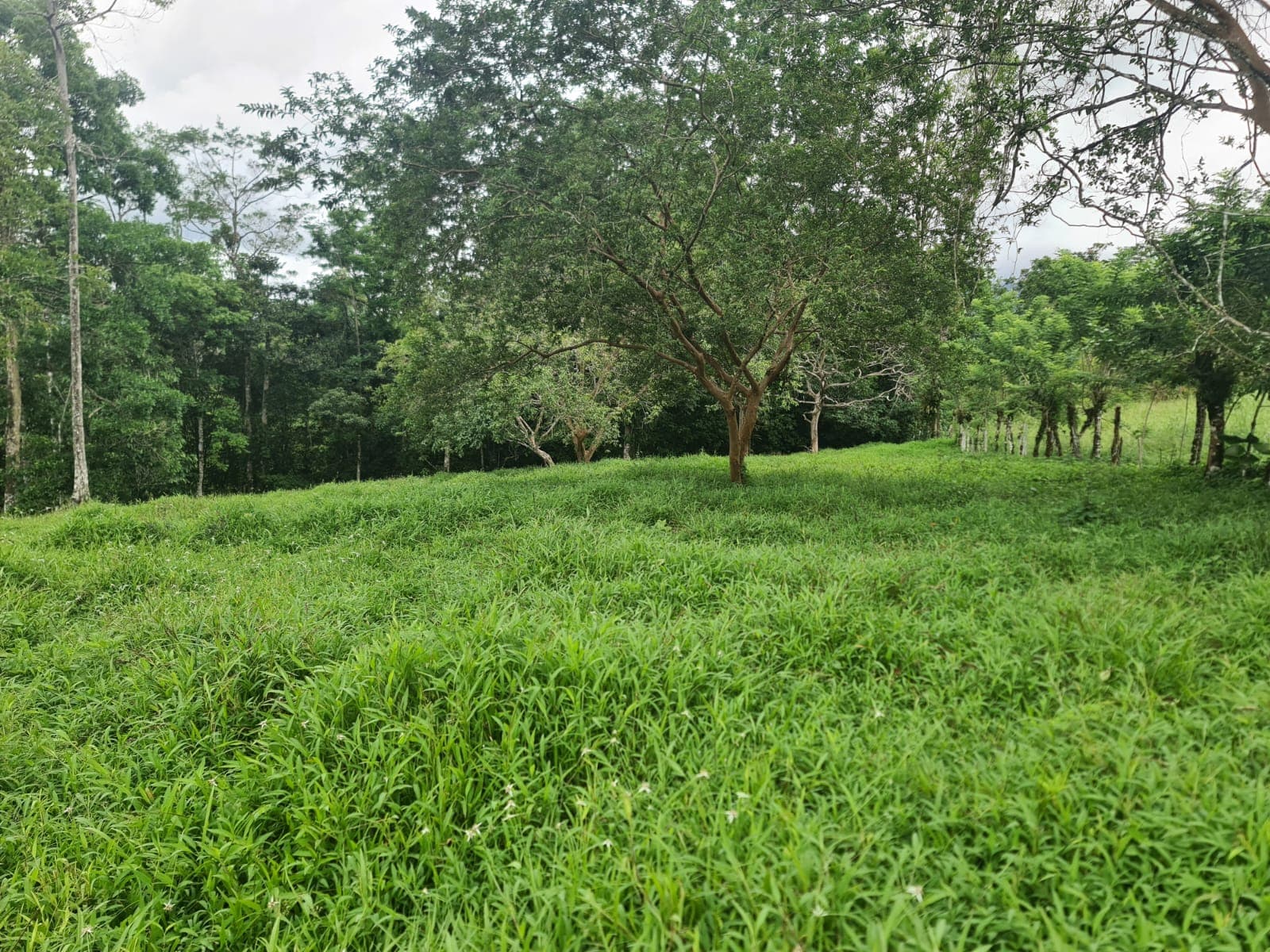 10,500 M2 (2.59 Acres) Lot with a Creek in Río Celeste - 2
