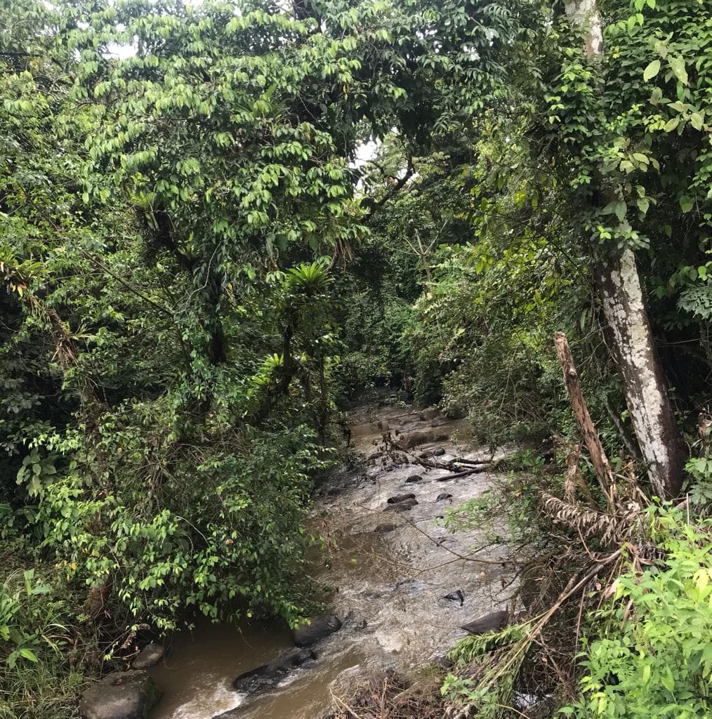 Incredible 9 Hectare Farm w/ Water Galore, Rivers, Springs & Creeks - 4