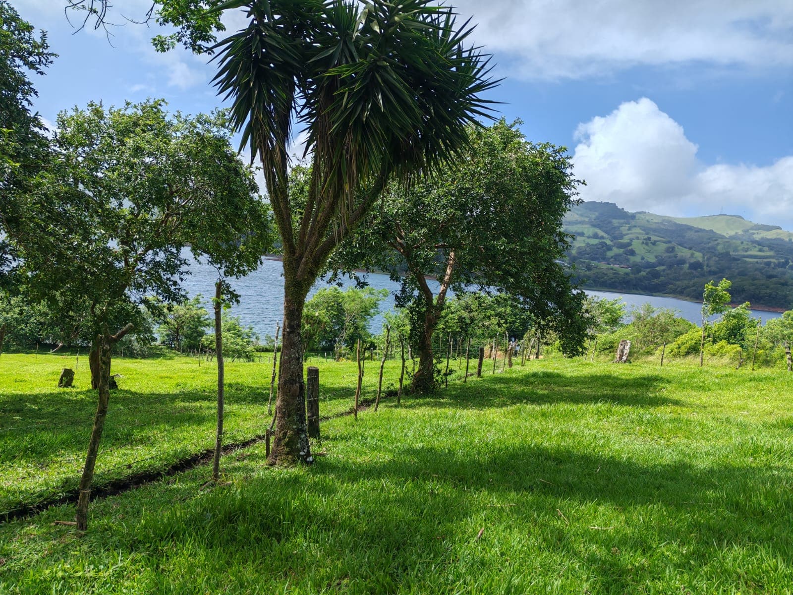 15,750 m² Lakefront Lot with Volcano Views, Fruit Trees & Direct Lake Access  - 2