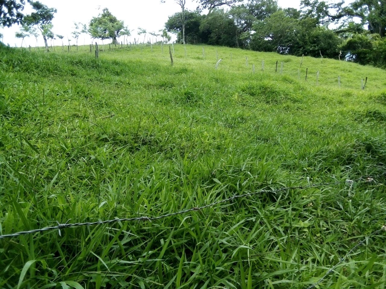 Lot of 15.320 m2 (3.78 Acre) with a private well in Parcelas de Quebrada Azul  - 3