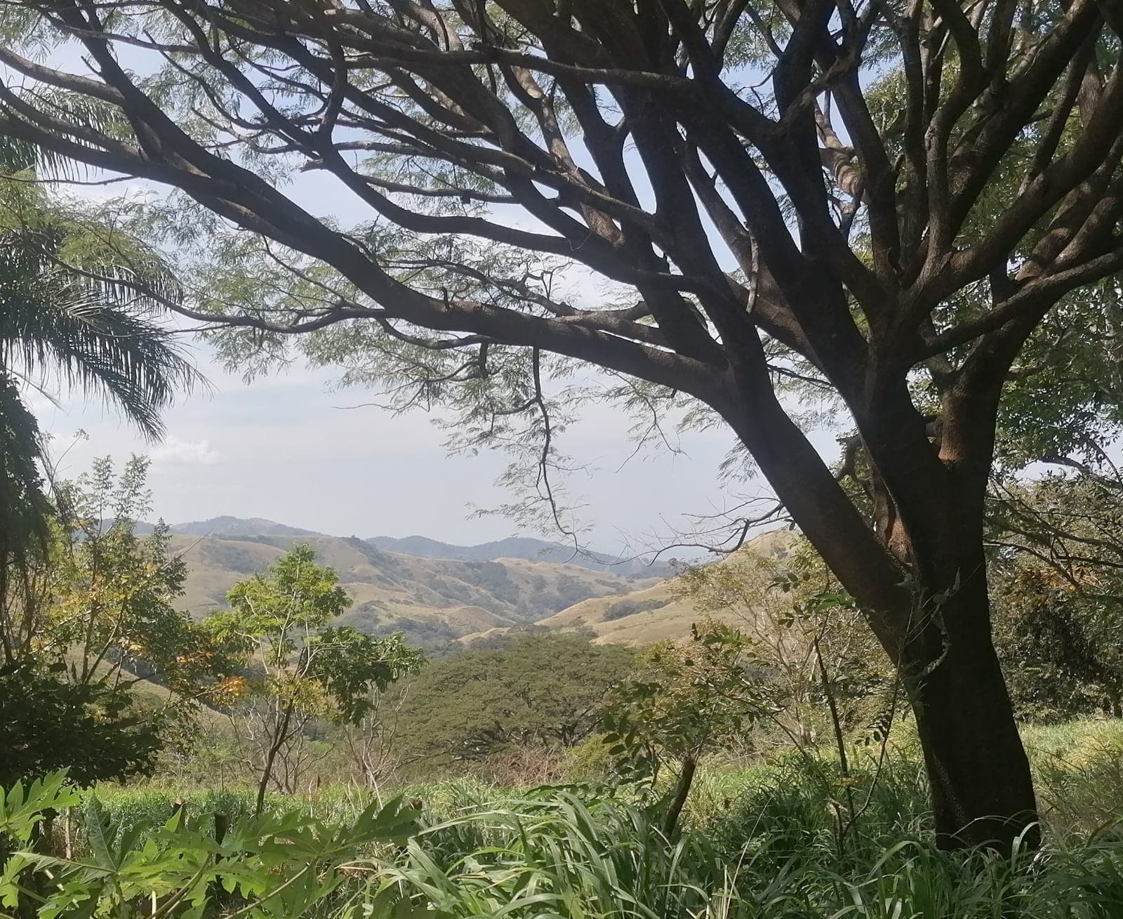 Nature Lover: 5,121 m2 Lot with Mountain Views and Lush Fruit Orchard - 4