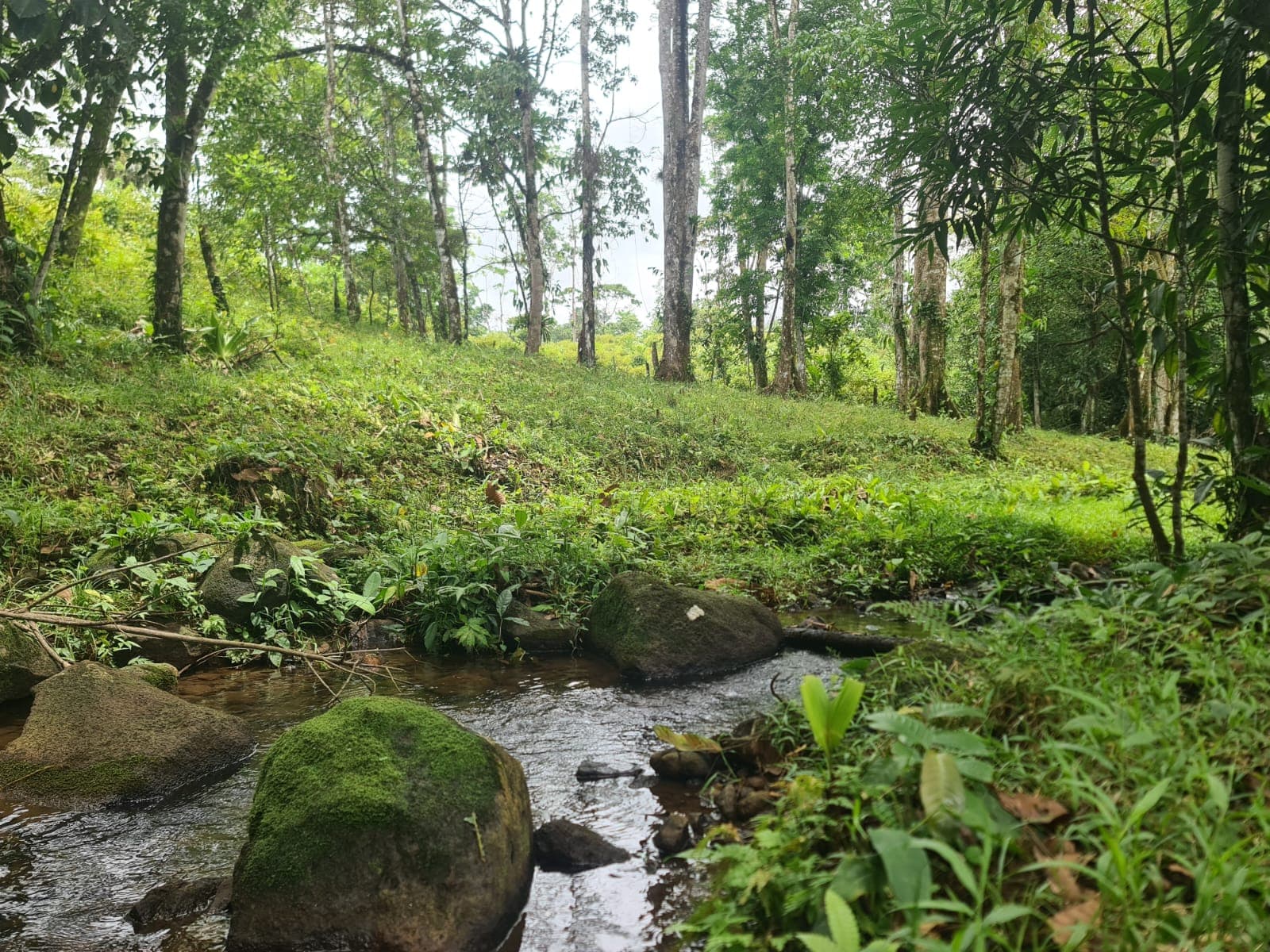 10,500 M2 (2.59 Acres) Lot with a Creek in Río Celeste