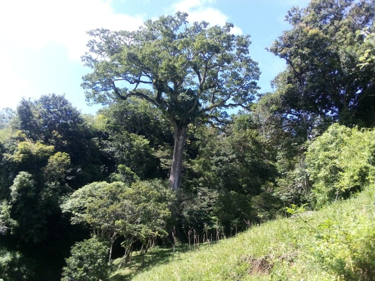 Lot of 15.320 m2 (3.78 Acre) with a private well in Parcelas de Quebrada Azul  - 5