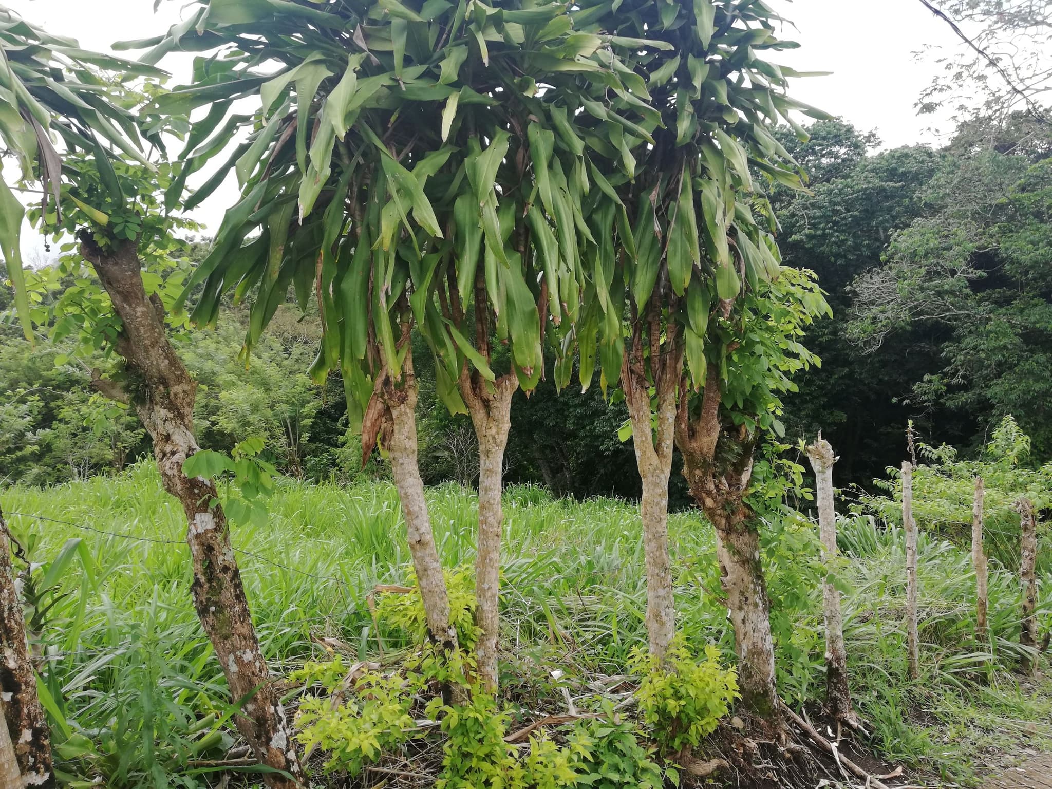 READY TO BUILD! 2,670m2 Parcel near Downtown Tronadora  - 5