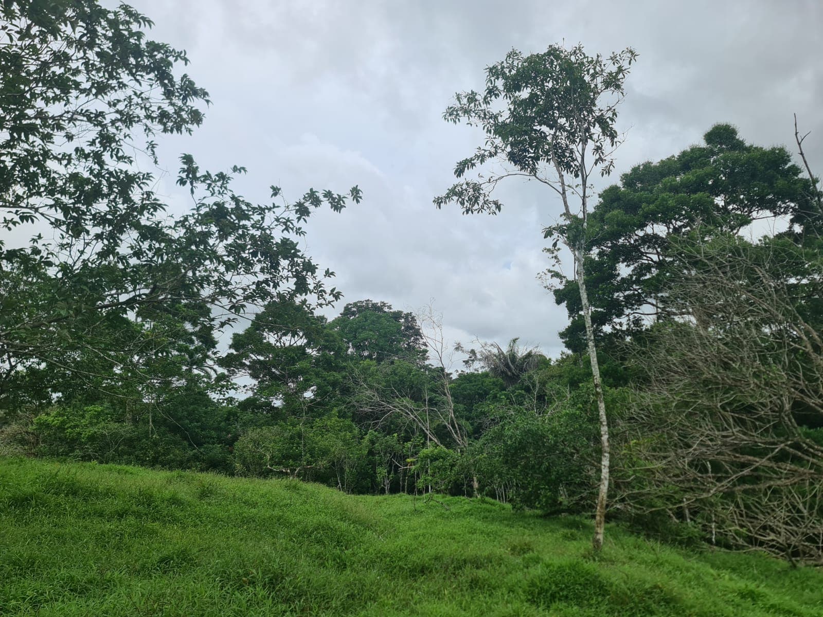 10,500 M2 (2.59 Acres) Lot with a Creek in Río Celeste - 3