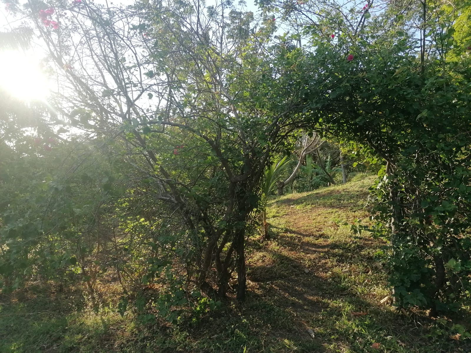 Nature Lover: 5,121 m2 Lot with Mountain Views and Lush Fruit Orchard - 3