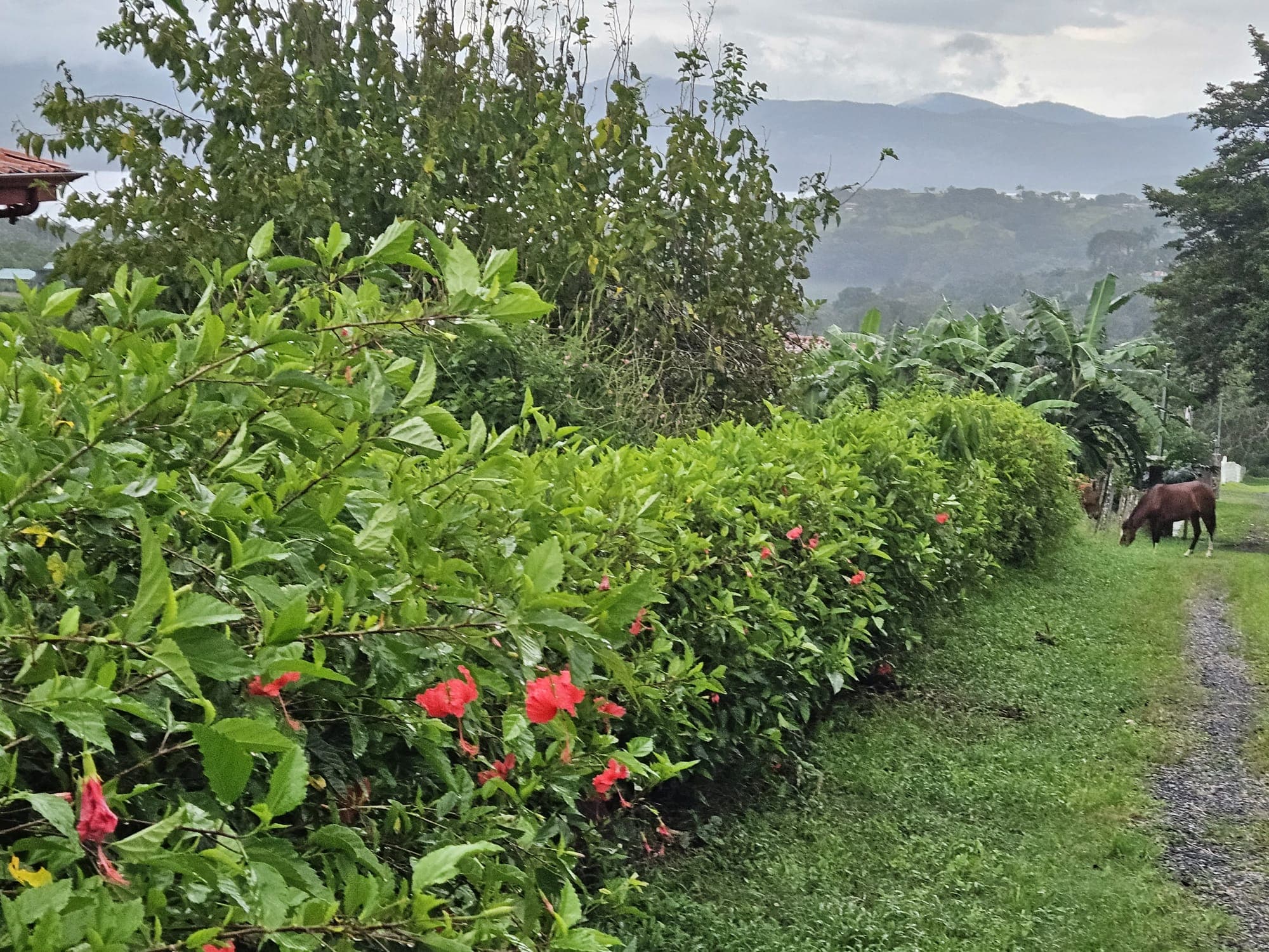 8,737 M2 (2.15 Acre) Lot with View  of Lake Arenal in Tronadora - 3