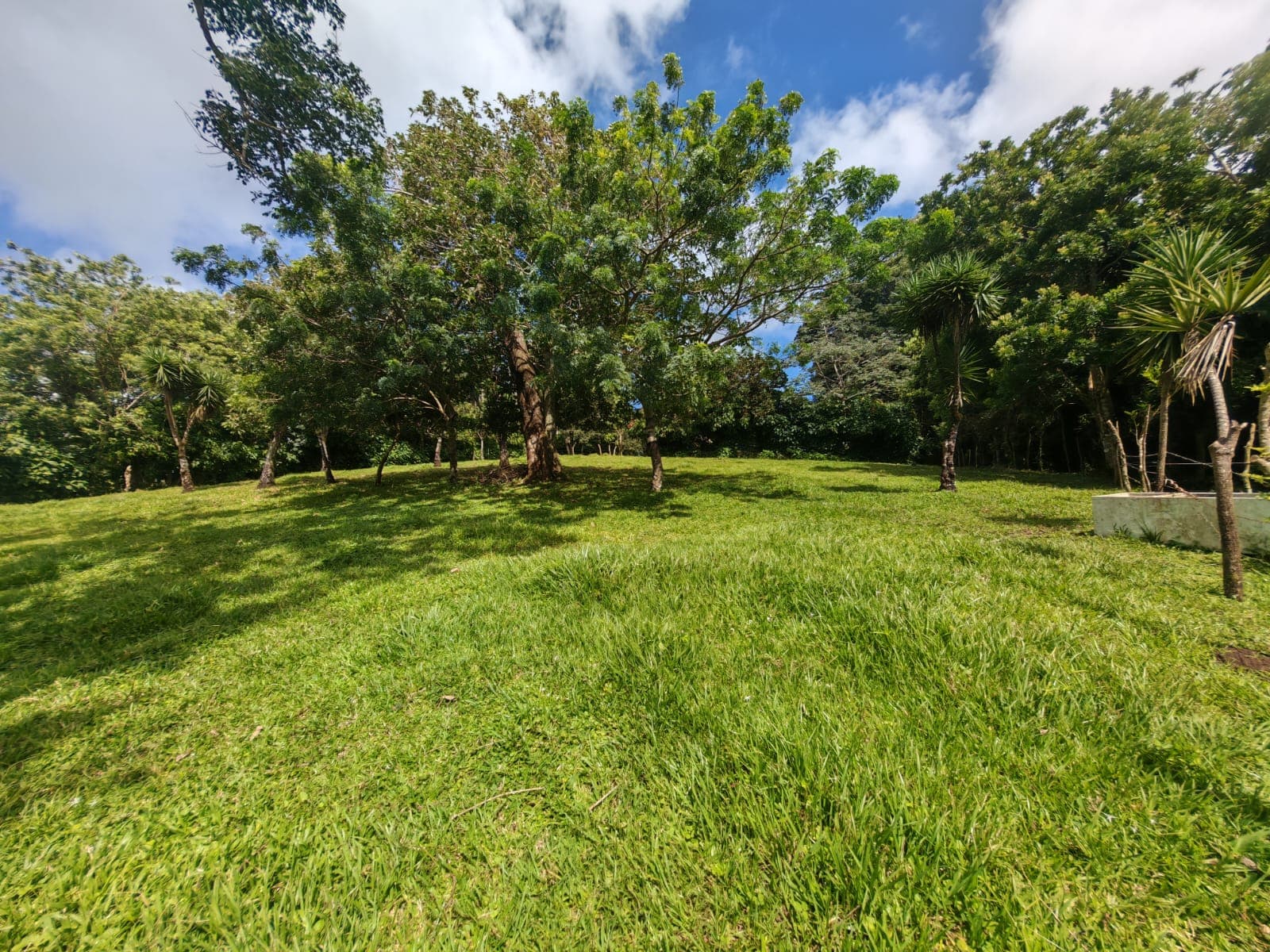 15,750 m² Lakefront Lot with Volcano Views, Fruit Trees & Direct Lake Access  - 5