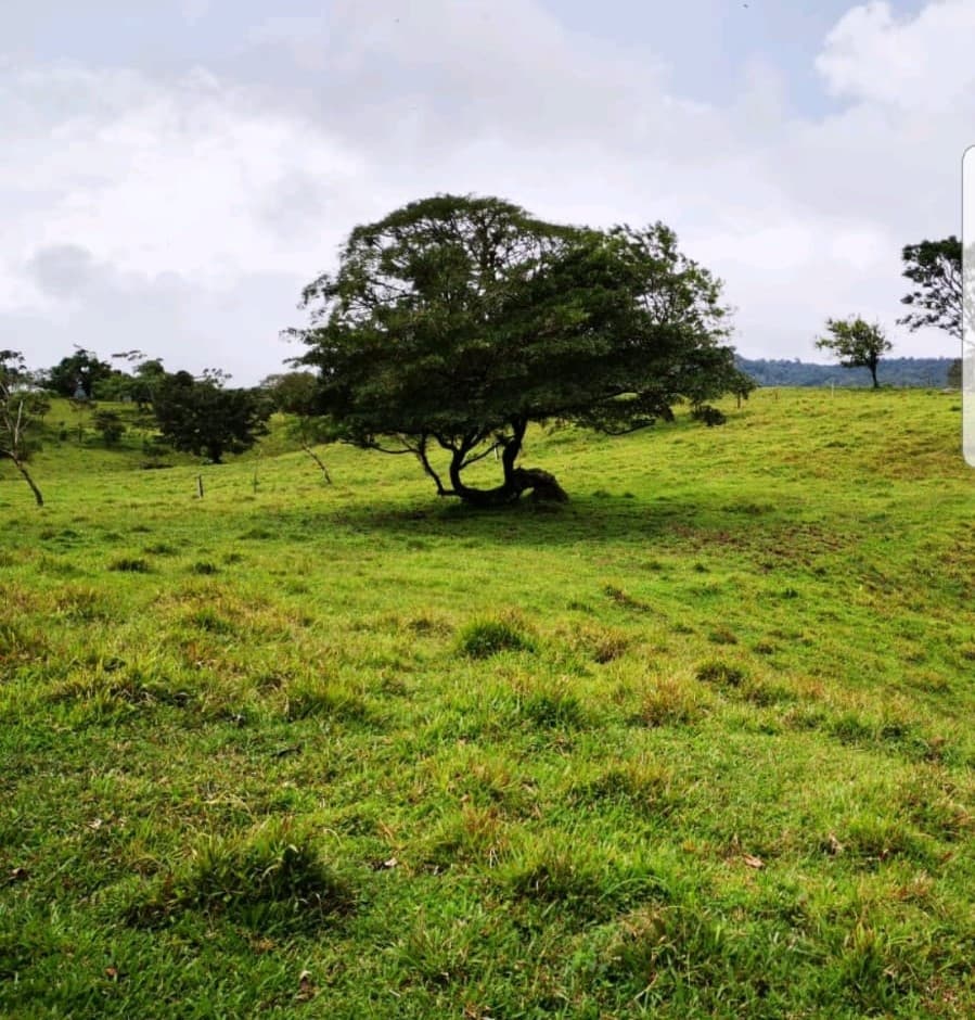 Incredible 9 Hectare Farm w/ Water Galore, Rivers, Springs & Creeks - 3