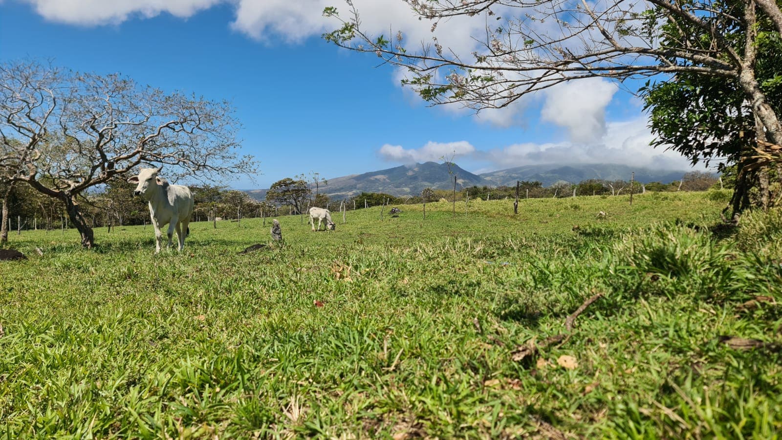 10,000 M2 (2.47 Acre) Lot with Volcano View in Nueva Guatemala - 4