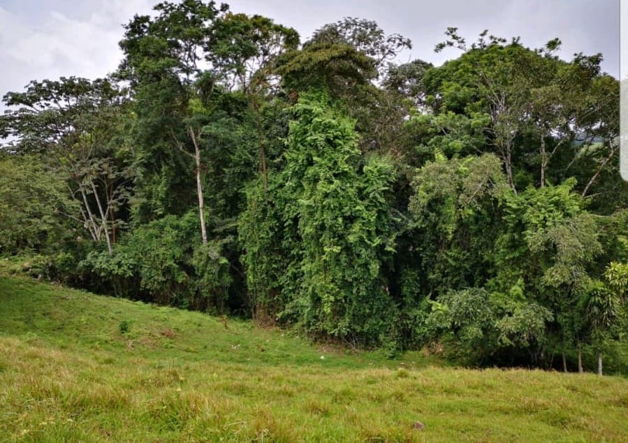 Incredible 9 Hectare Farm w/ Water Galore, Rivers, Springs & Creeks - 2