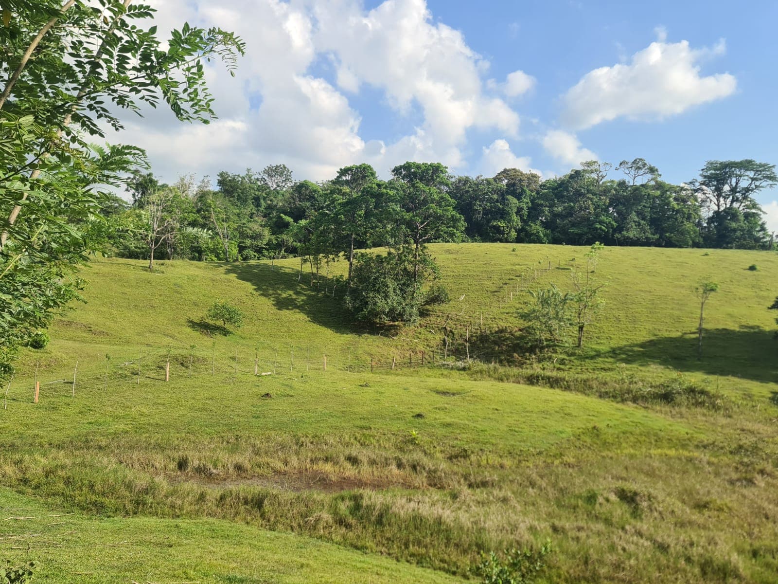 Gorgeous 50,372 m2 (12,4 acre) Farm In Cabanga, Guatuso - 3