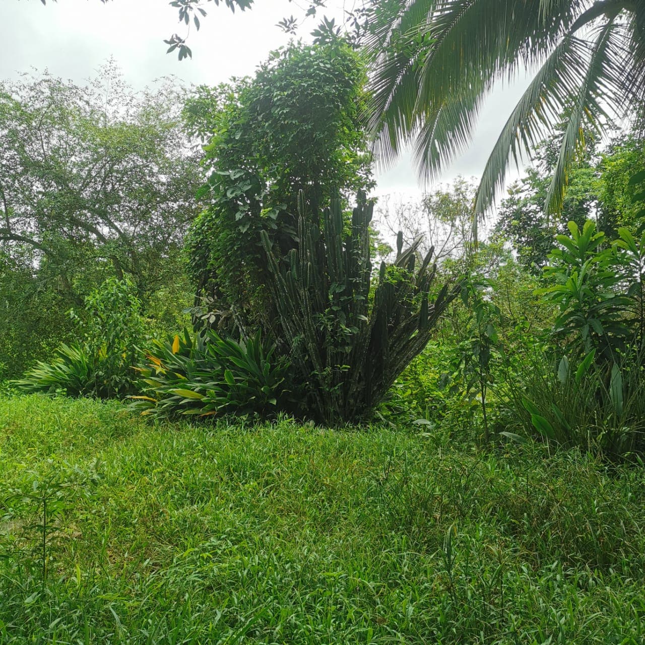 7.1-Hectare Lot w/ Private Well & Development Potential in Upala - 3
