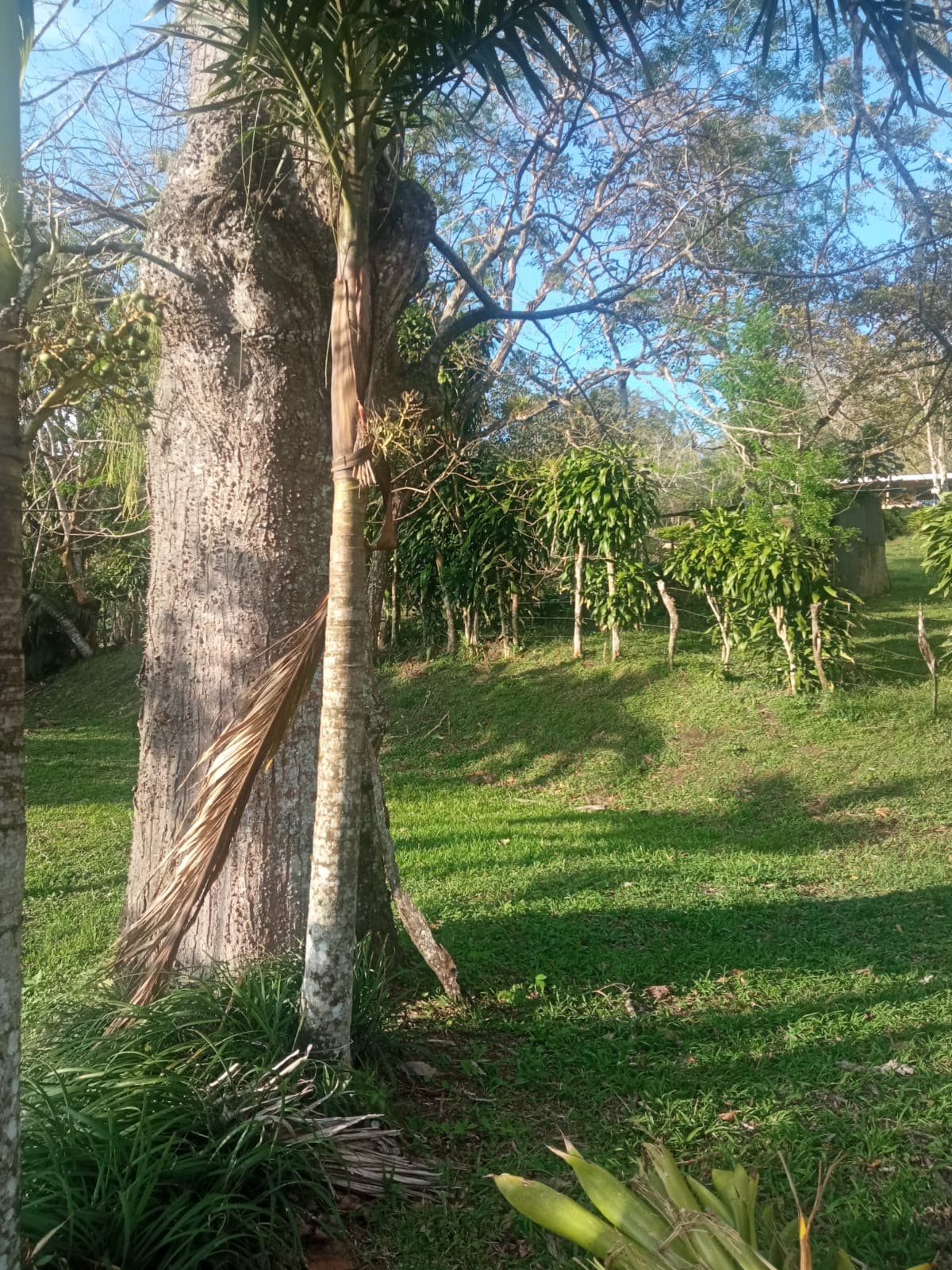 Beautiful, 1407 m2 (0,34 acres) Lot in Parcelas de Quebrada Azul, Tilarán - 2