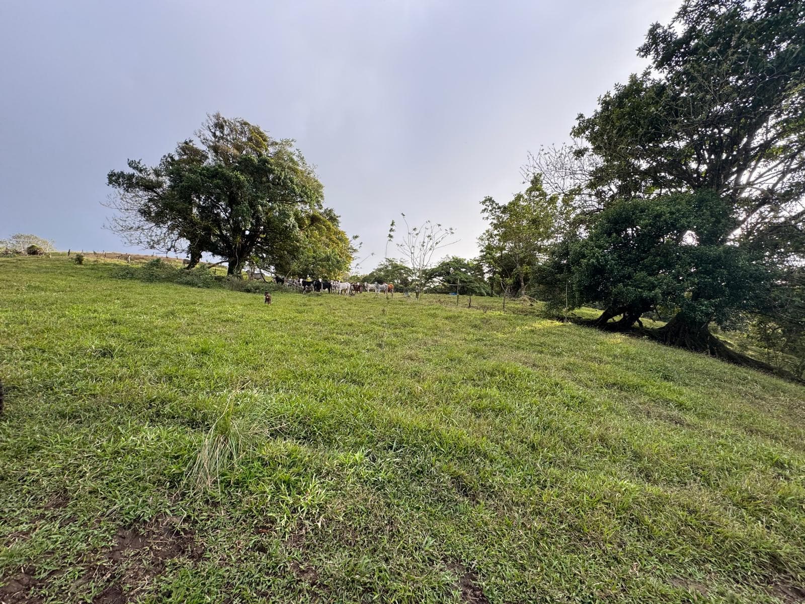 Expansive Self-Sufficient Farm Overlooking Lake Arenal in Nuevo Arenal - 5