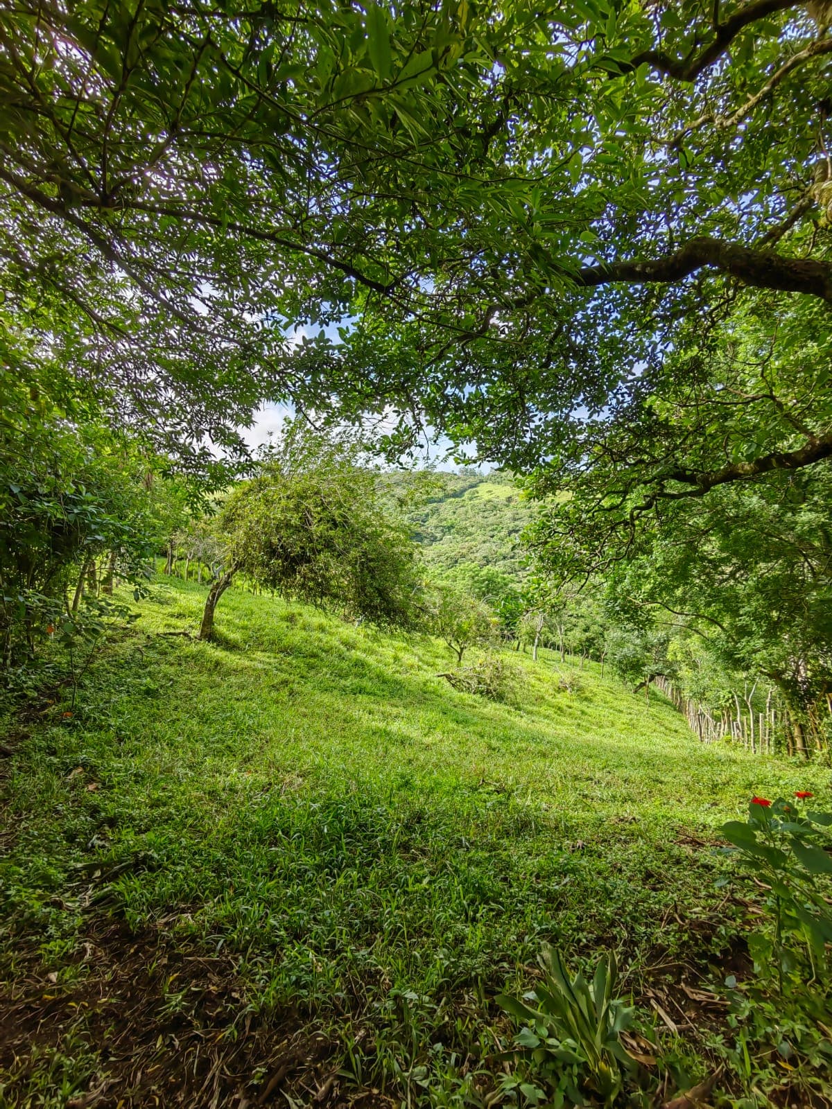 11,800m2 Producing Fruit Farm with Private Well + Modest Tico Home  - 3