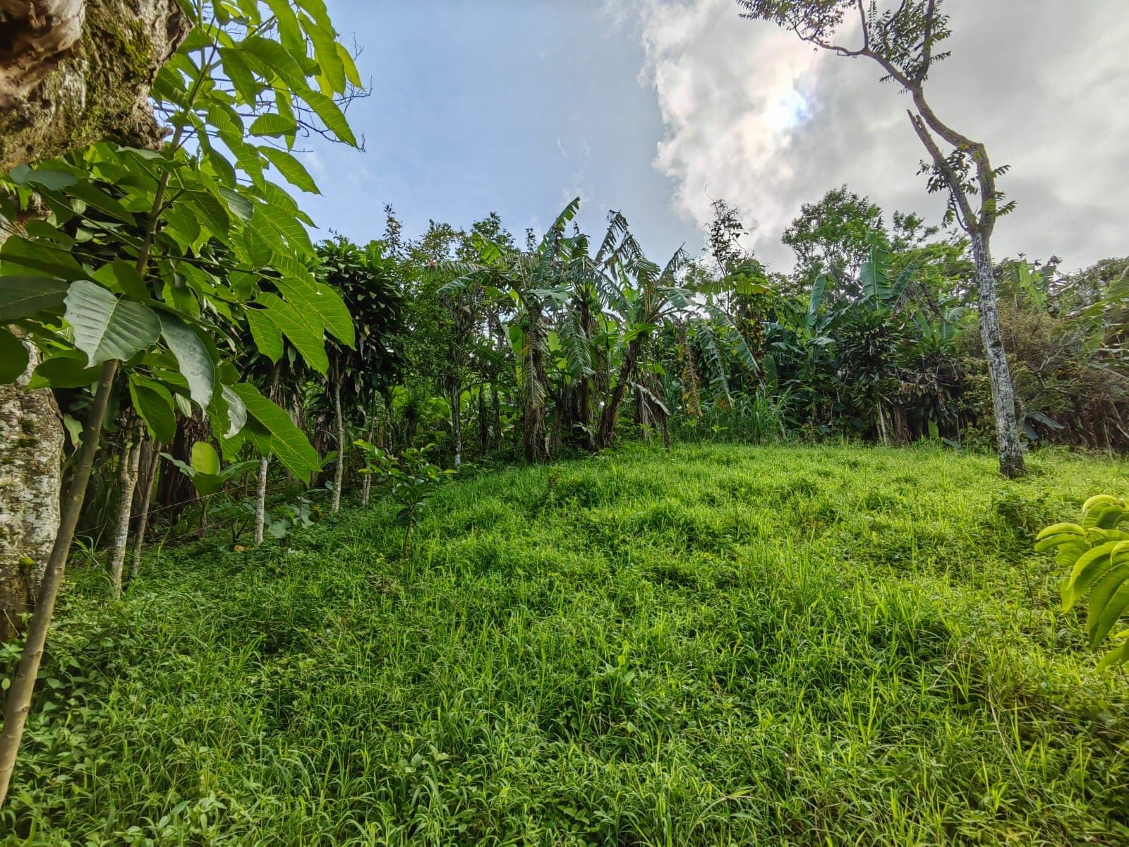 11,800m2 Producing Fruit Farm with Private Well + Modest Tico Home  - 4